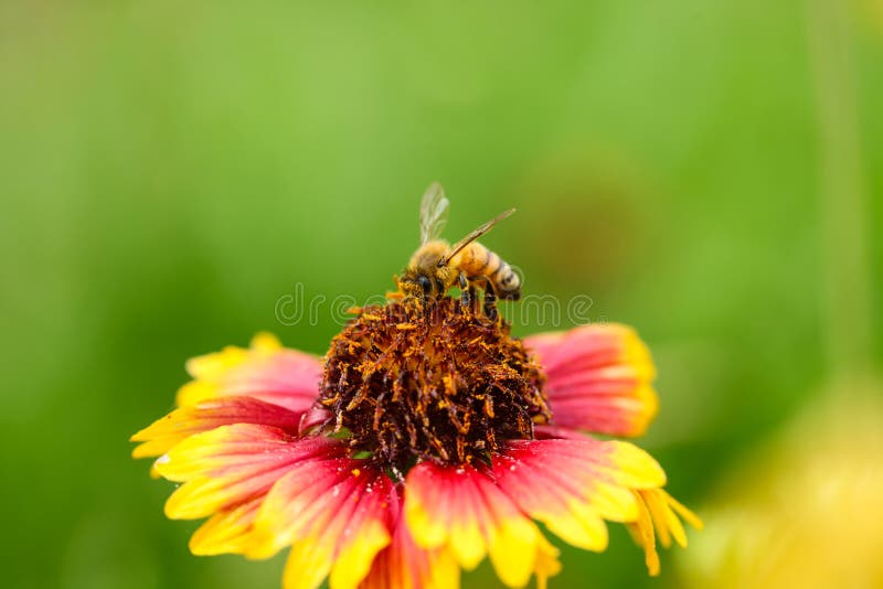 Pollination Picture. Image 31340438