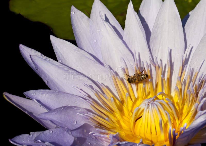 Pollination Closeup of a Water Lily with Bee Stock Image Image of