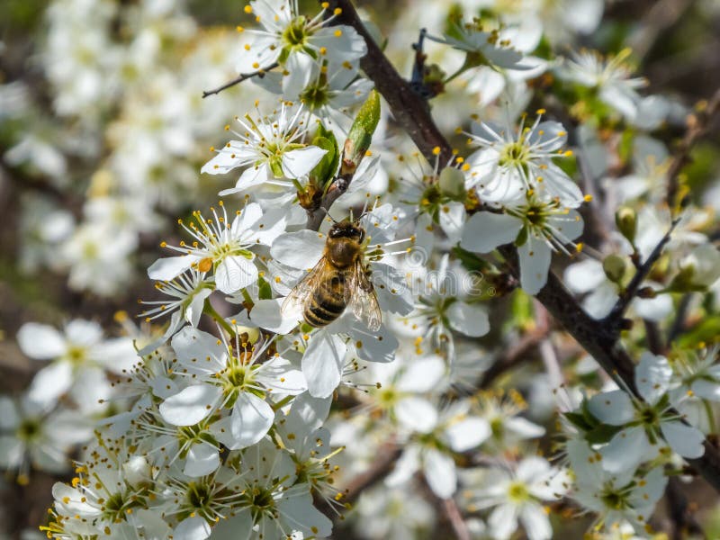 Pollination of Flowers by a Bee Stock Photo Image of petal, shrub