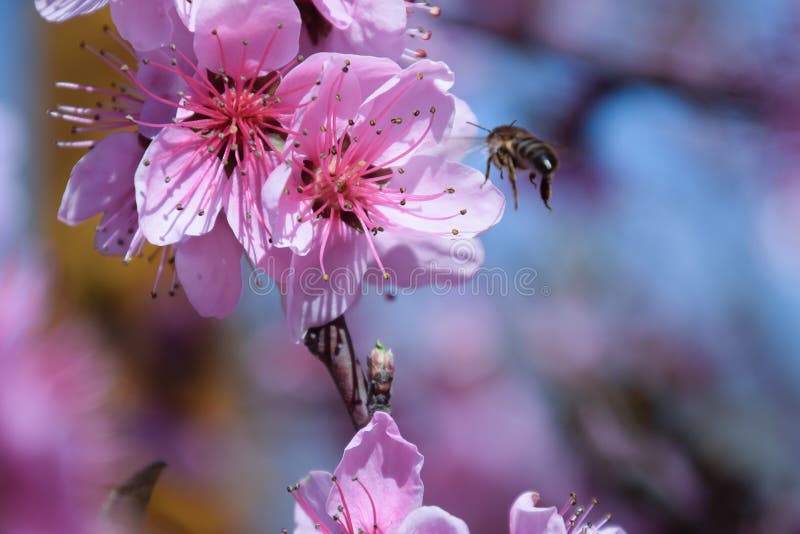 Pollination of Flowers by Bees Peach. Stock Photo Image of branch