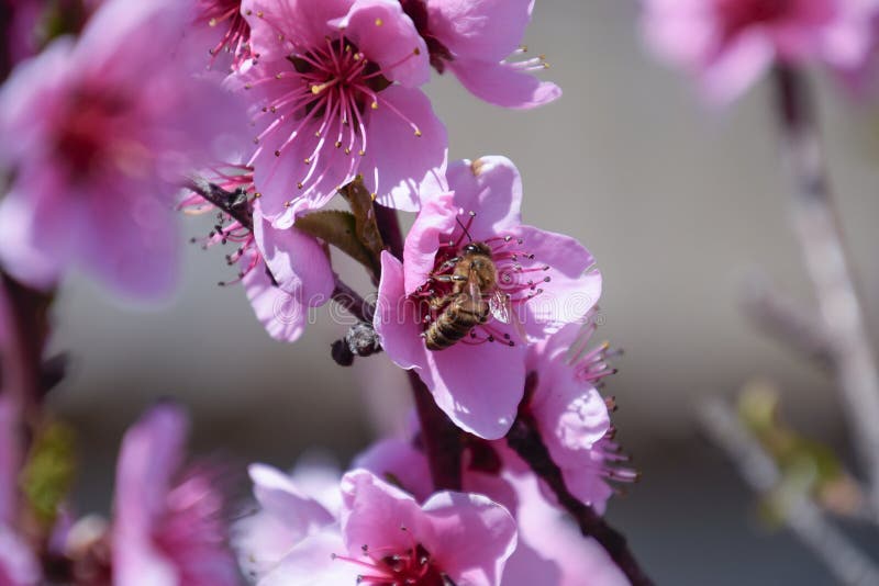 Pollination of Flowers by Bees Peach. Stock Image Image of blooming
