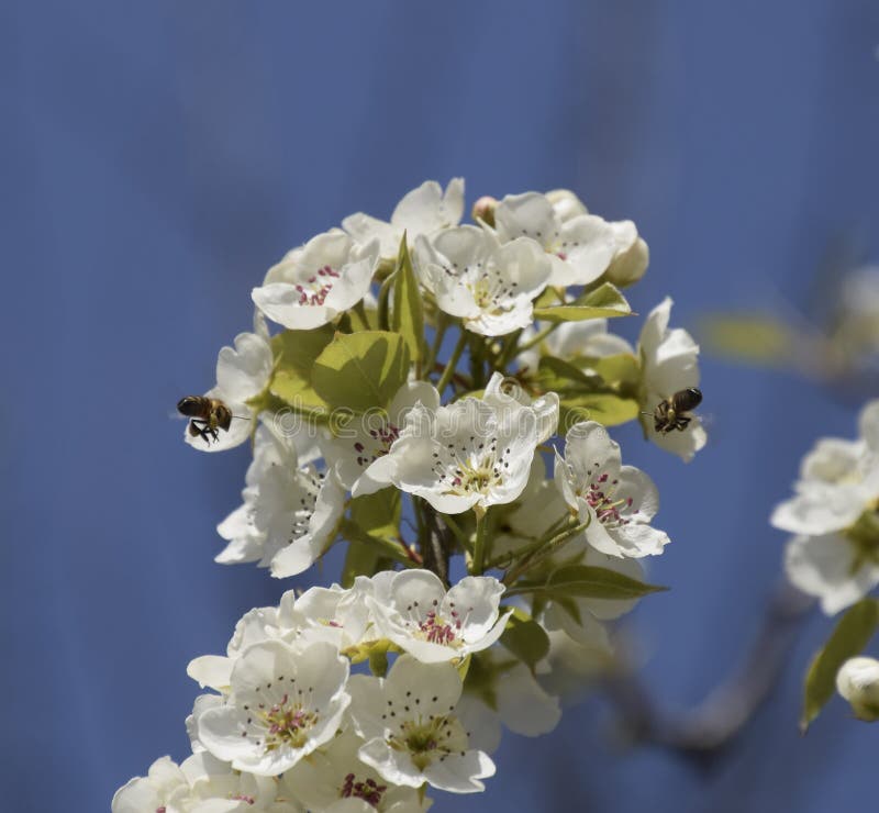 Pollination of Flowers by Bees Pears Stock Photo Image of garden, closeup 101674460