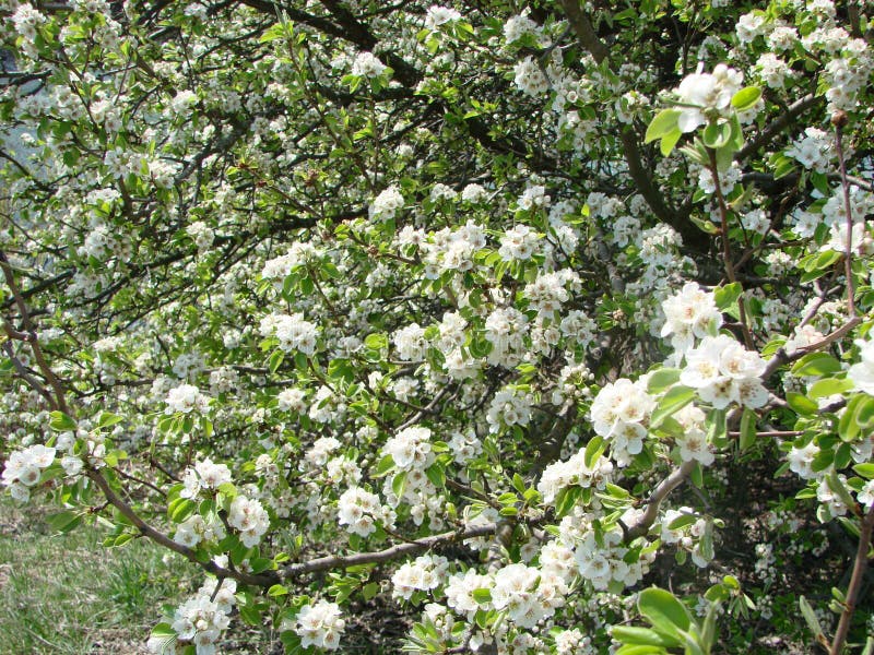 Pollination of Flowers by Bees Pears. White Pear Flowers is a Source of Nectar for Bees Stock