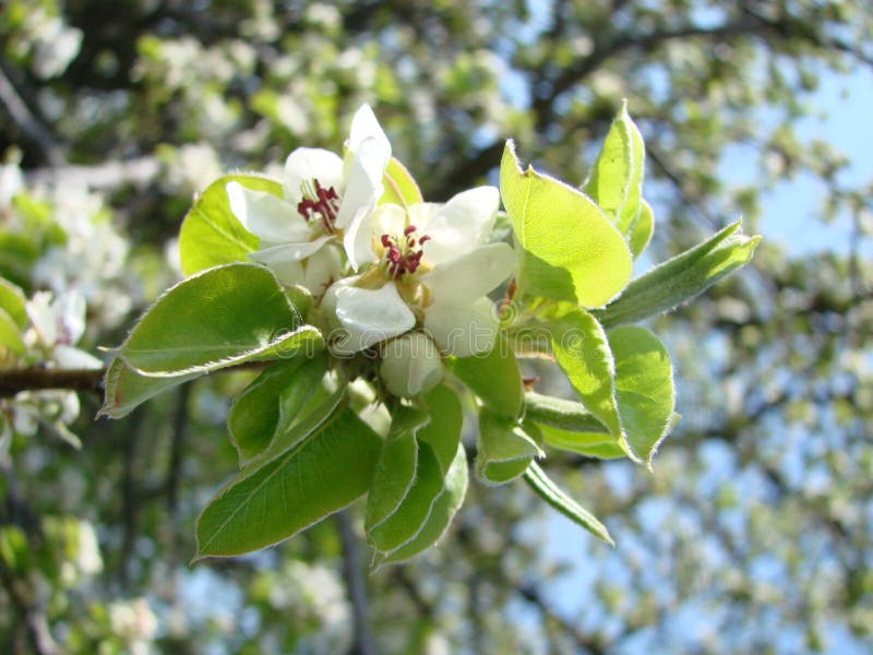Pollination of Flowers by Bees Pears. White Pear Flowers is a Source of Nectar for Bees Stock