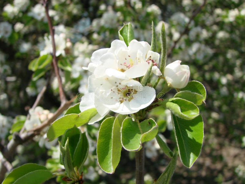 Pollination of Flowers by Bees Pears. White Pear Flowers is a Source of Nectar for Bees Stock