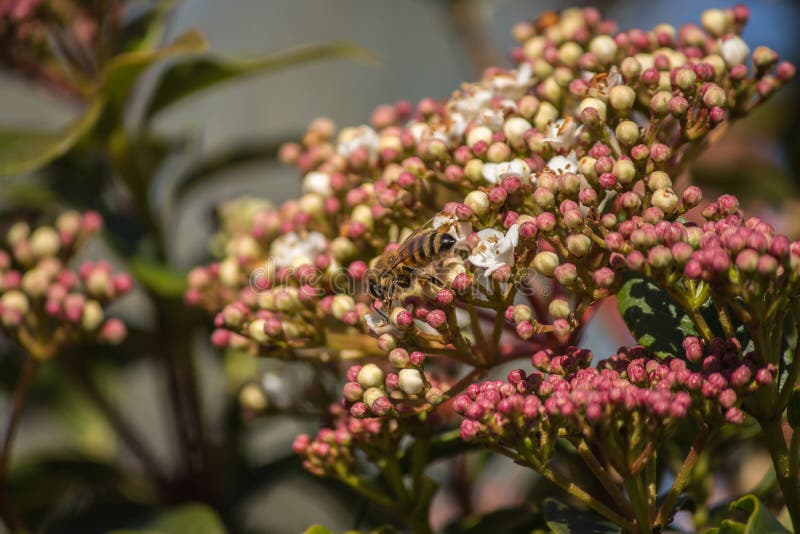 Pollination, the great work of the bees, they visit the flowers collect the nectar collecting the pollen in the down on the stock image Pollination, the great work of the bees, they visit the flowers collect the nectar collecting the pollen in the down on the stock image