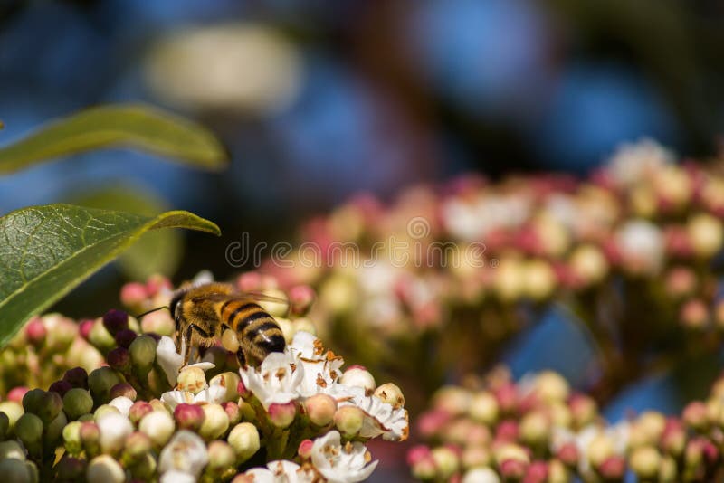 Pollination, the great work of the bees, they visit the flowers collect the nectar collecting the pollen in the down on the royalty free stock photography Pollination, the great work of the bees, they visit the flowers collect the nectar collecting the pollen in the down on the royalty free stock photography