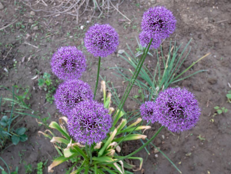Pollination of a Purple Flower Stock Photo Image of garden
