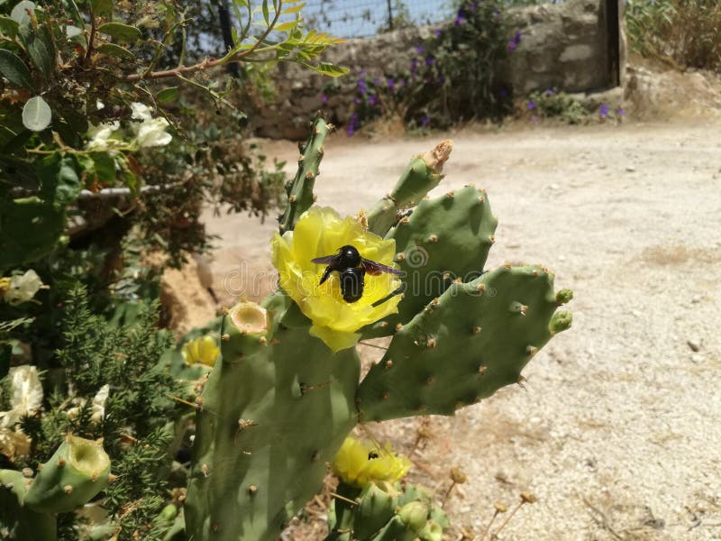 Pollination of a cactus stock photo. Image of flowers 59875334