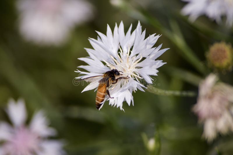 Pollinera biet på ett slut upp den vita isolerade blomman som söker för mat med grunt djup av fältet i, parkera royaltyfri bild Pollinera biet på ett slut upp den vita isolerade blomman som söker för mat med grunt djup av fältet i, parkera royaltyfri bild