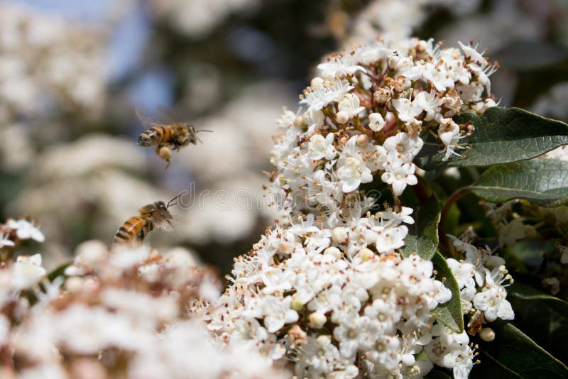 Pollinisation, abeilles et pollen photo stock Pollinisation, abeilles et pollen photo stock