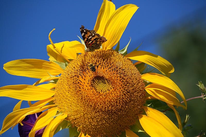 Pollinisation de tournesol photographie stock libre de droits Pollinisation de tournesol photographie stock libre de droits