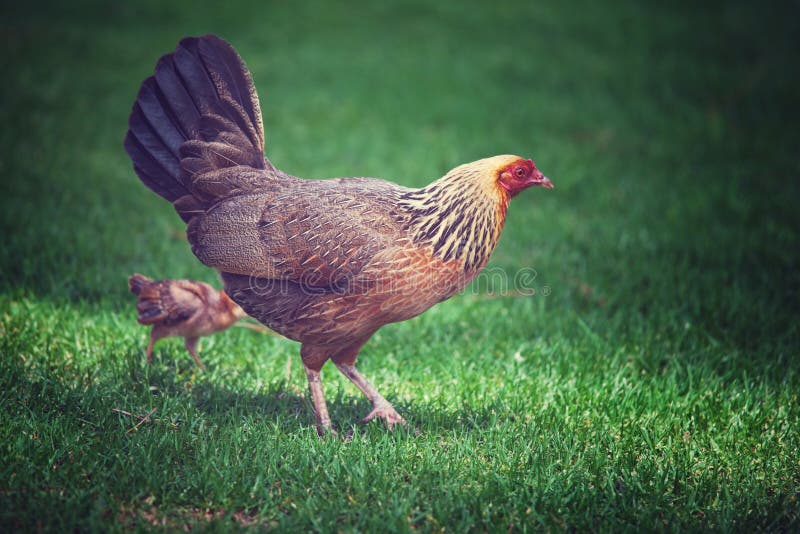 Pollo immagine stock libera da diritti