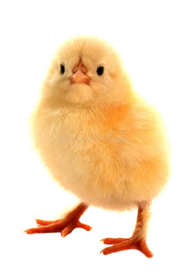 Pollo Amarillo En Un Fondo Blanco Imagen de archivo - Imagen de fondo, animal: 18082243 Pollo Amarillo En Un Fondo Blanco Imagen de archivo - Imagen de fondo, animal: 18082243