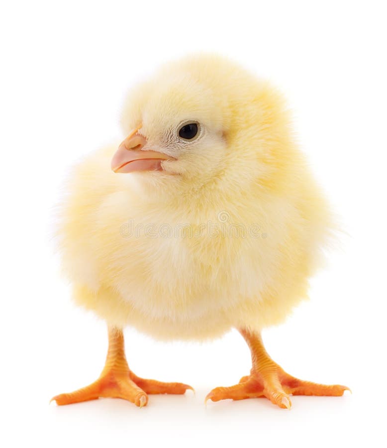 Pollo amarillo pequeño foto de archivo. Imagen de animal - 168750902 Pollo amarillo pequeño foto de archivo. Imagen de animal - 168750902