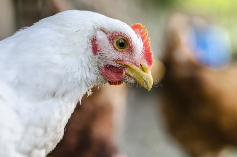 Pollo bianco nell'orto fotografia stock. Immagine di dolce 32407060