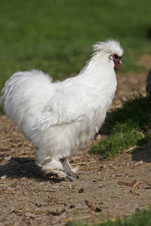Pollo bianco immagine stock. Immagine di colourful, galletto 5925975