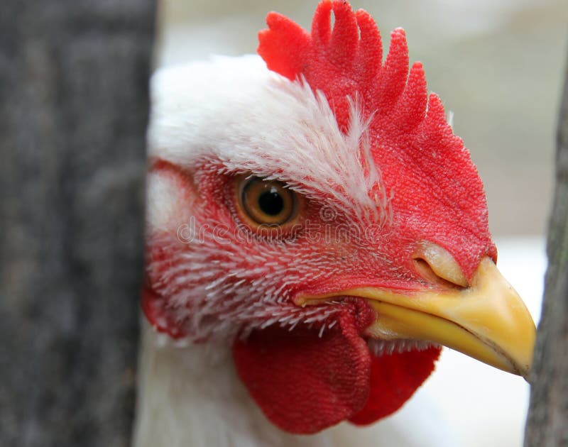 Pollo bianco fotografia stock. Immagine di bianco, galletto 76379630