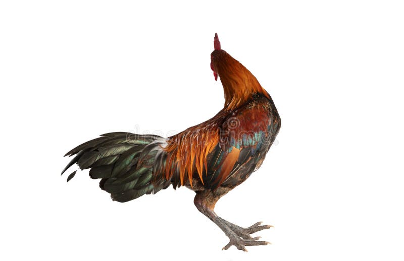 Pollo Con Cresta Roja Sobre Fondo Blanco Foto de archivo Imagen de primer, agricultura 239159956