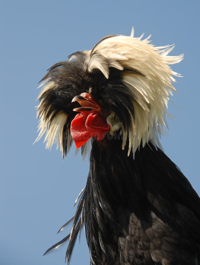 Pollo crestato polacco immagine stock. Immagine di animali - 18942349