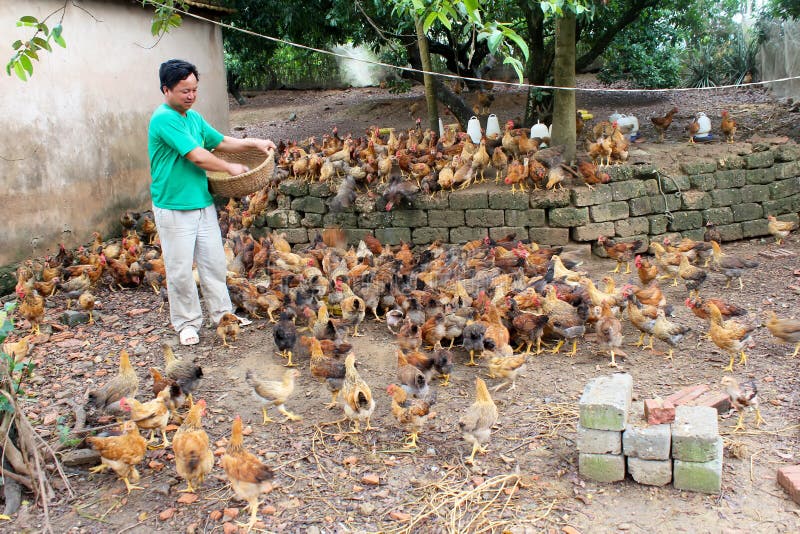 Pollo d'alimentazione dell'agricoltore vietnamita da riso fotografie stock Pollo d'alimentazione dell'agricoltore vietnamita da riso fotografie stock