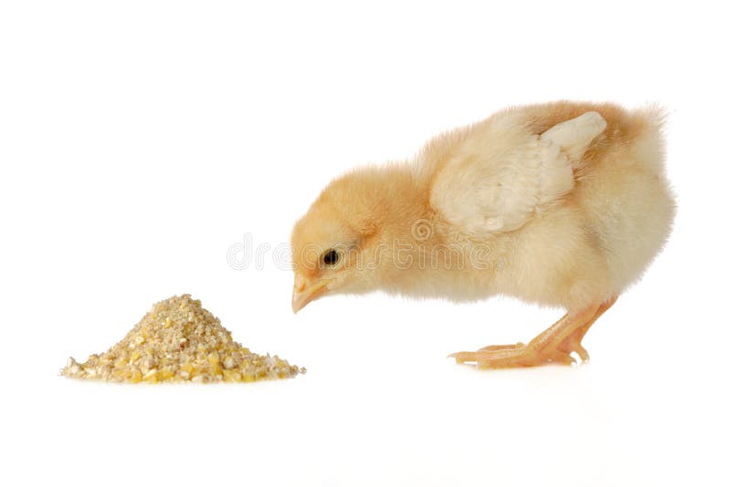 Pollo del bambino che ha un pasto