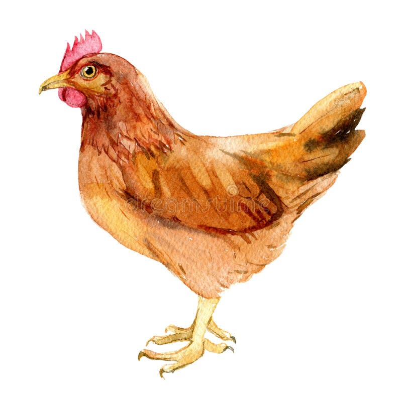 Pollo di Brown con l'uovo isolato su bianco, illustrazione dell'acquerello