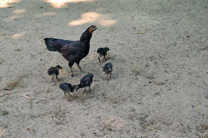 Pollo e pulcini sulla vita delle aziende agricole tropicali sabbiose fotografie stock Pollo e pulcini sulla vita delle aziende agricole tropicali sabbiose fotografie stock