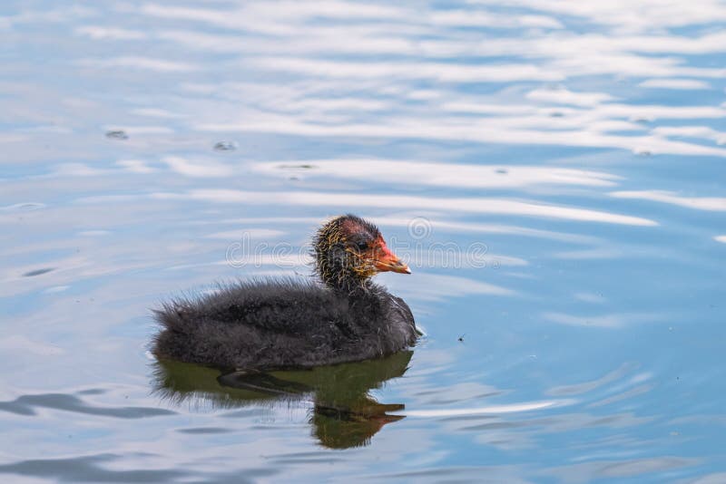 Pollo euroasiatico della folaga sull'acqua blu immagine stock libera da diritti Pollo euroasiatico della folaga sull'acqua blu immagine stock libera da diritti