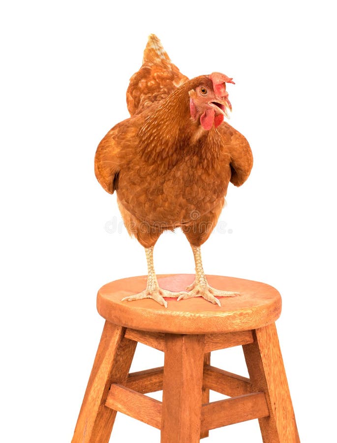 Pollo, gallo che sta sul fondo di legno di bianco del percorso fotografia stock