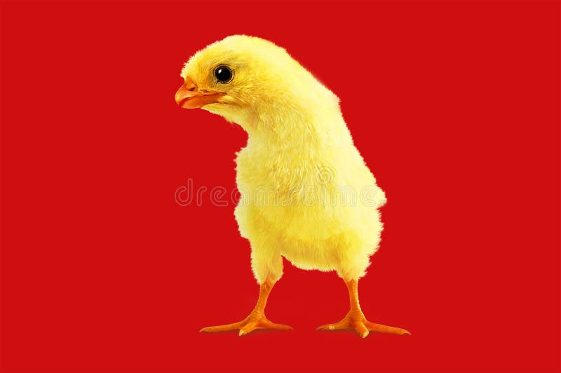 Yellow chicken on a red background. Yellow chicken on a red background