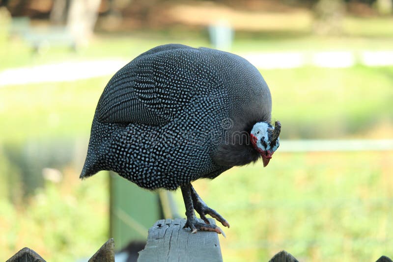 Pollo grande foto de archivo. Imagen de poultry, pollos 126533842