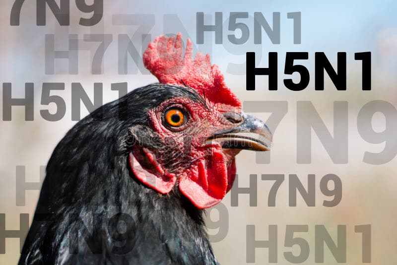 Pollo hermoso, primer, concepto de la muestra H5N1 de las aves de corral La amenaza de la gripe aviar y de la enfermedad entre av