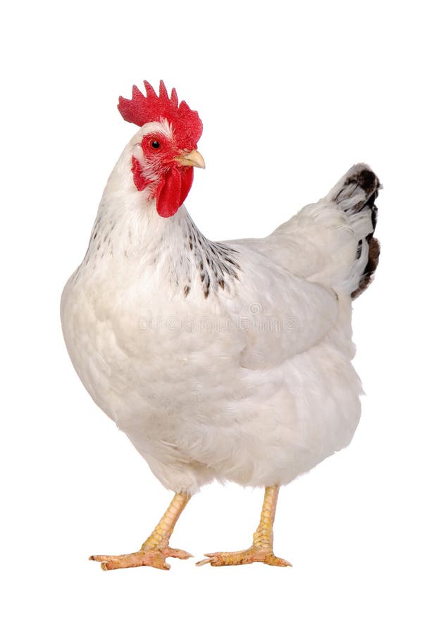 Pollo isolato su bianco.