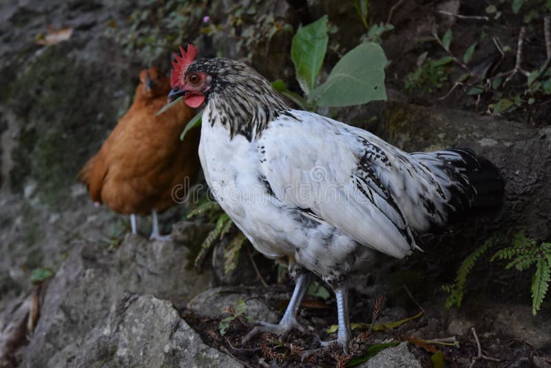Pollo libre blanco y negro de la gama que vaga por imagenes de archivo Pollo libre blanco y negro de la gama que vaga por imagenes de archivo