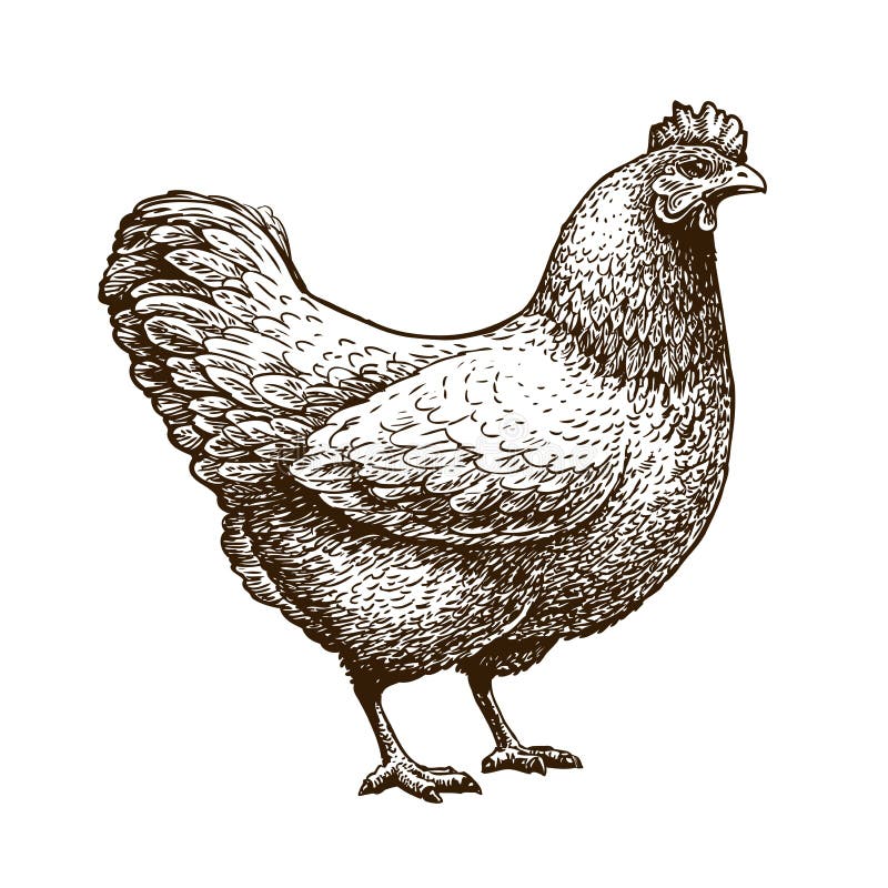 Hand-drawn chicken, hen. Poultry, broiler, farm animal. Vintage sketch vector illustration isolated on white background. Hand-drawn chicken, hen. Poultry, broiler, farm animal. Vintage sketch vector illustration isolated on white background