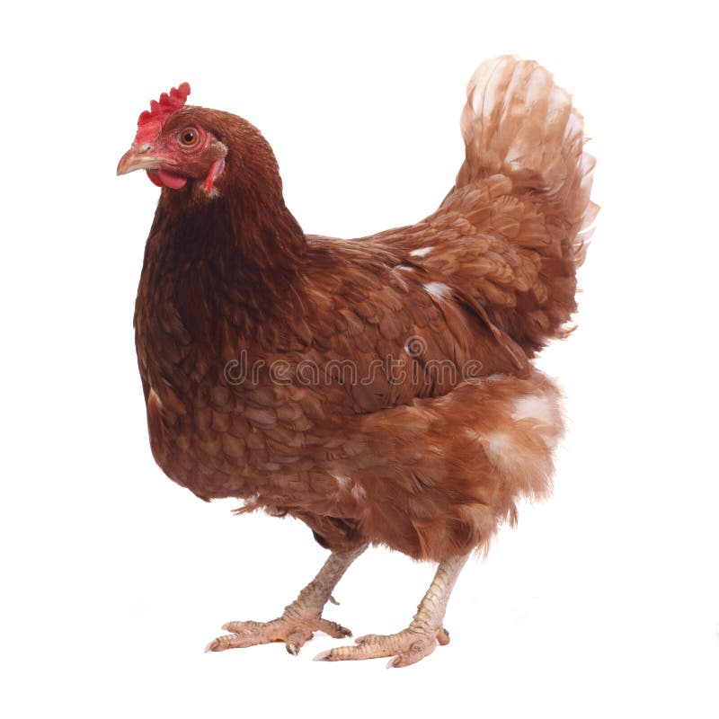 Pollo marrone di razza isolato su fondo bianco