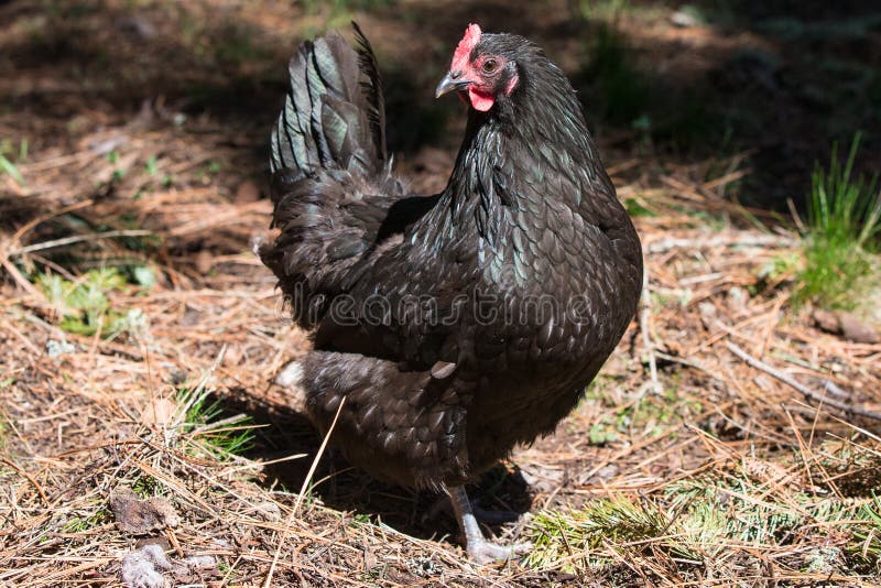 Un Pollo Negro Grande Es Exterior Derecho En El Fango Foto de archivo Imagen de suelo