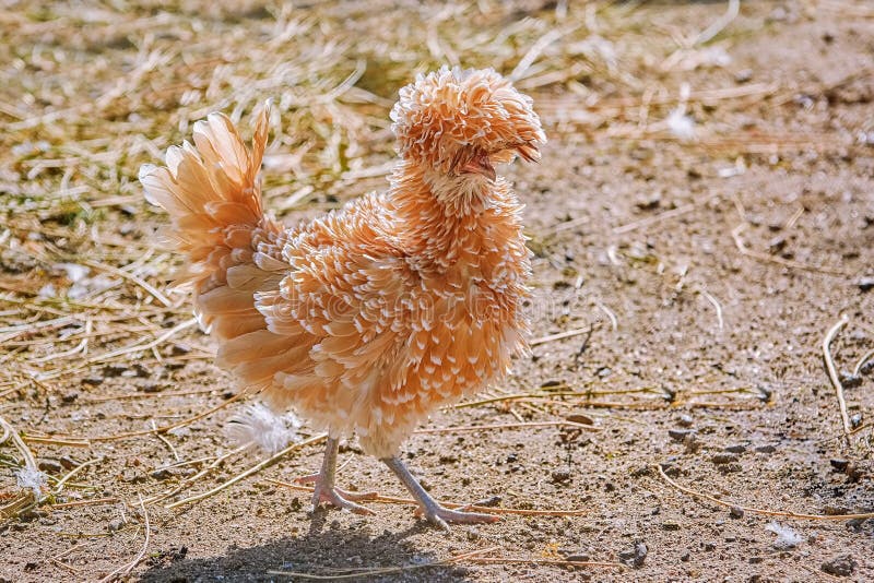 Il polacco Frizzle pollo fotografia stock. Immagine di becco - 12532044