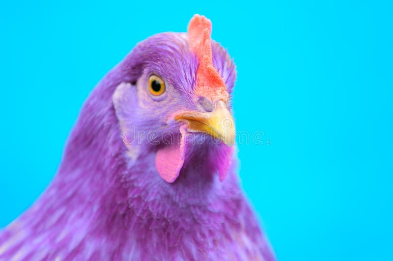 Piume Di Pollo Viola in Stile Morbido E Sfocato Per Lo Sfondo