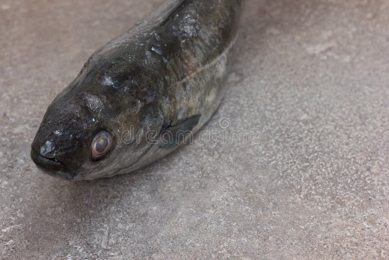 Pollock fish stock photo. Image of saithe, atlantic 173067374