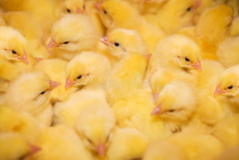 Pollos fotografía de archivo libre de regalías
