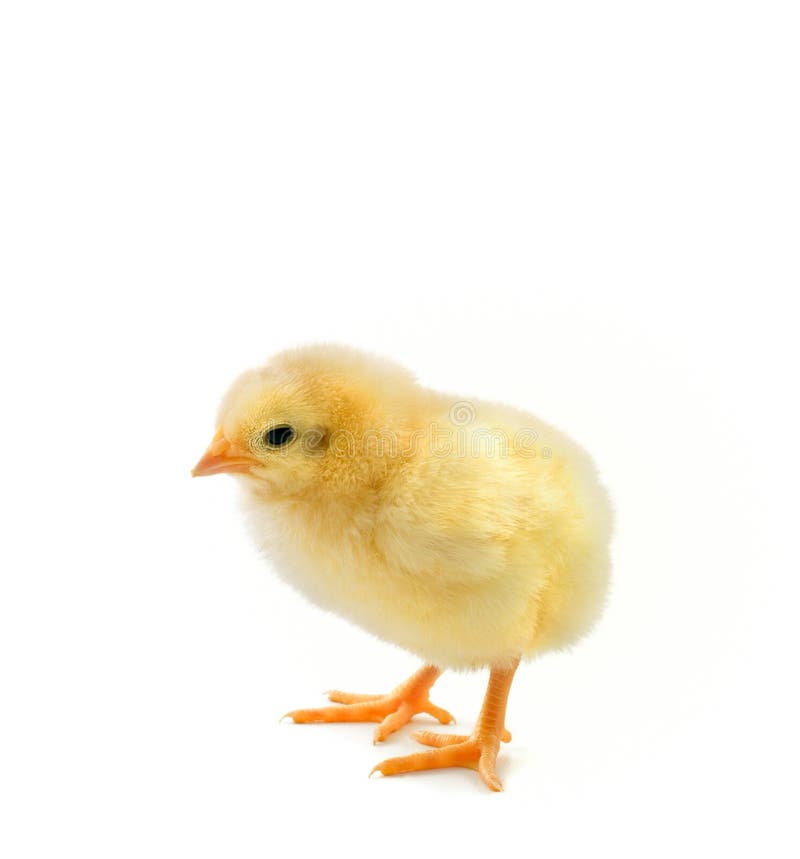 New born chick isolated on white. New born chick isolated on white