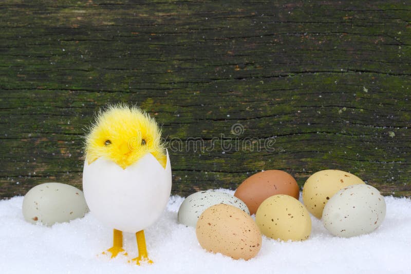 Polluelos y huevos de Pascua en nieve fotografía de archivo libre de regalías Polluelos y huevos de Pascua en nieve fotografía de archivo libre de regalías