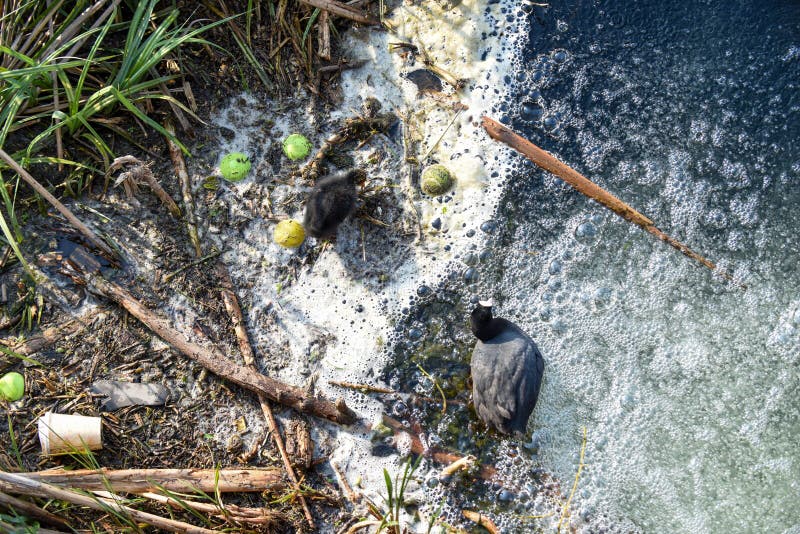 Polluted River Water with Animals Stock Photo - Image of conservation, pond: 217376558 Polluted River Water with Animals Stock Photo - Image of conservation, pond: 217376558