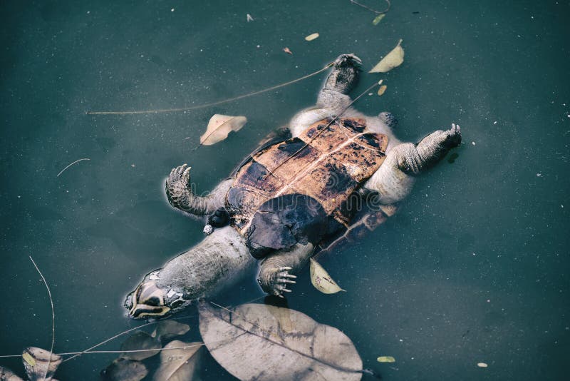 Pollution Problem, Dead Turtle in Toxic Water. Stock Image Image of