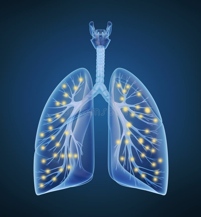 Polmoni e bronchi ed ossigeno umani nella vista dei raggi x illustrazione vettoriale Polmoni e bronchi ed ossigeno umani nella vista dei raggi x illustrazione vettoriale