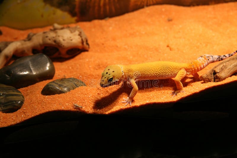 Gecko Preparing to Eat a Cricket. Gecko Preparing to Eat a Cricket