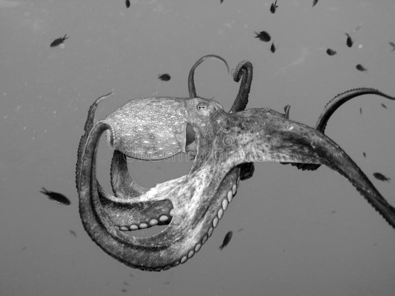 Octopus in Black and white. Shot captured in the wild. Octopus in Black and white. Shot captured in the wild.