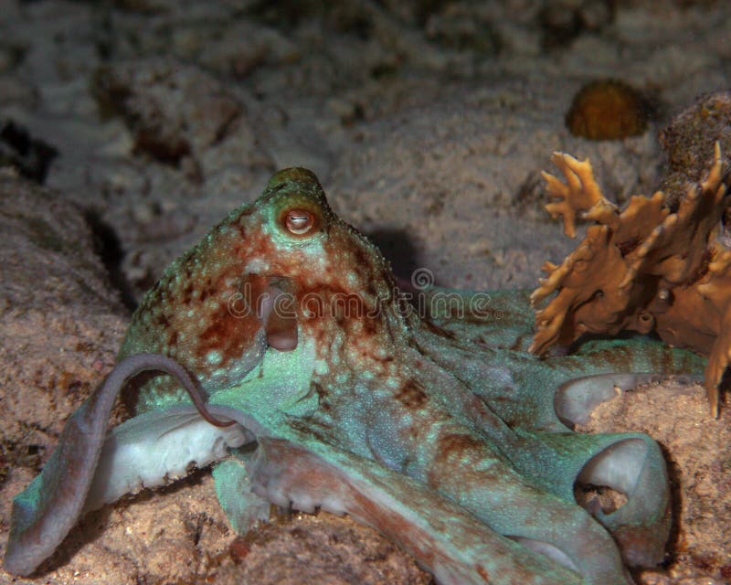 Common Octopus hunting for food. Common Octopus hunting for food